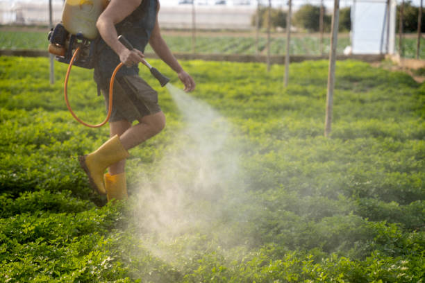 Best Wasp Removal Services  in Homer Glen, IL