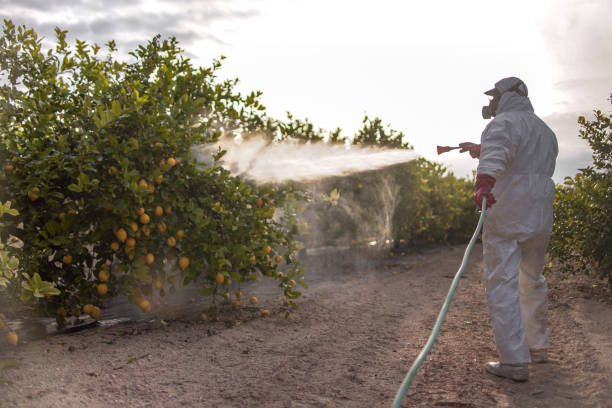 Best Cockroach Control Services  in Homer Glen, IL
